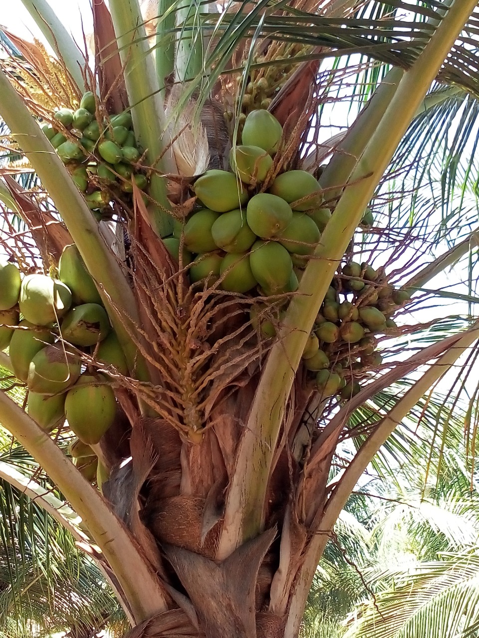 sakthi agro clinic coconut development project
