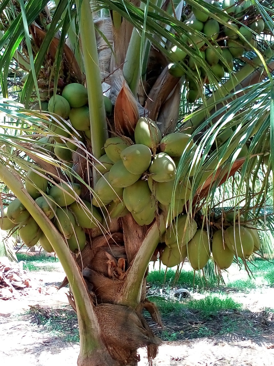 sakthi agro clinic coconut development project