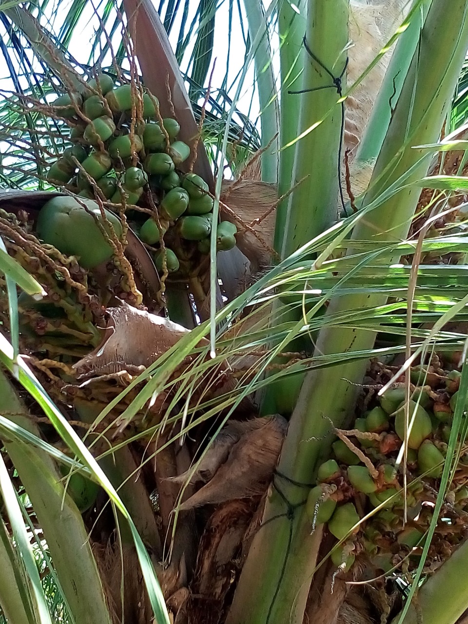 sakthi agro clinic coconut development project