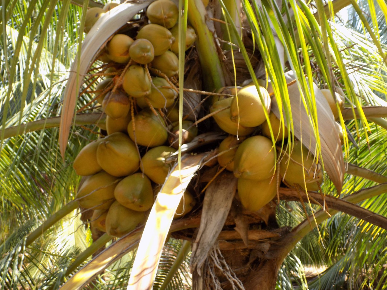 sakthi agro clinic coconut development project