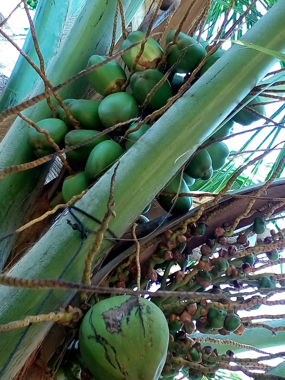 sakthi agro clinic coconut development project