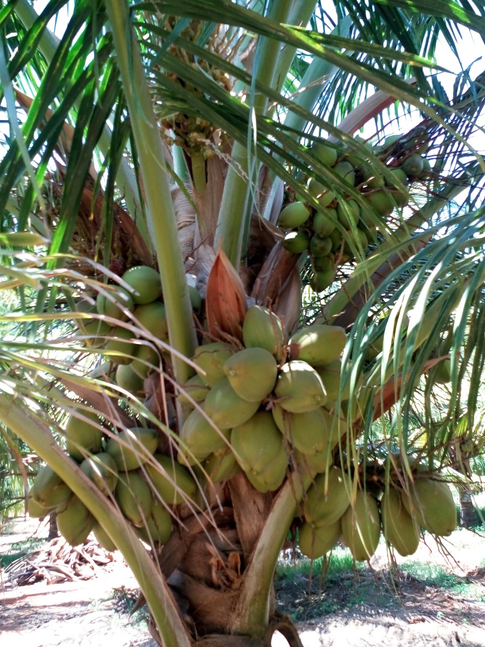 sakthi agro clinic coconut development project