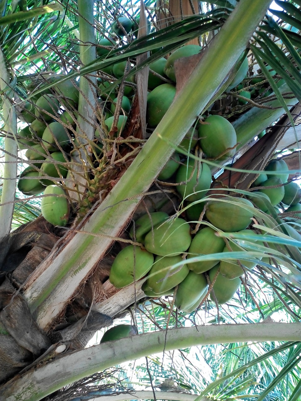sakthi agro clinic coconut development project