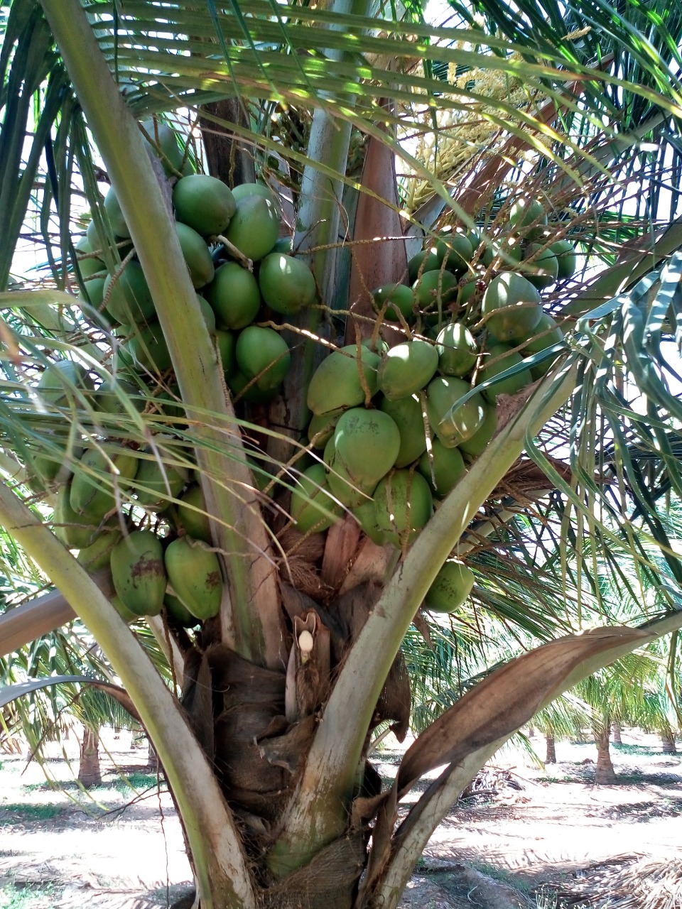 sakthi agro clinic coconut development project