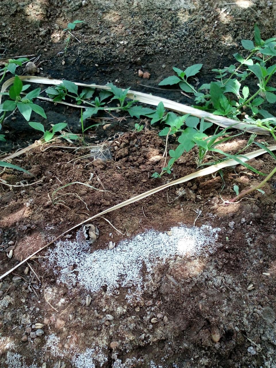 sakthi agro clinic coconut development project