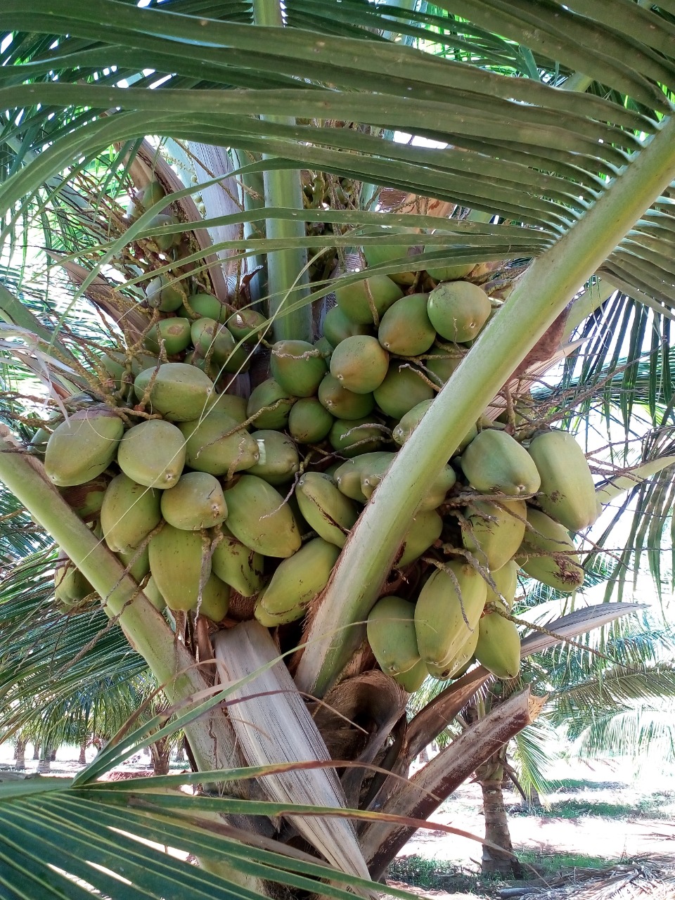 sakthi agro clinic coconut development project