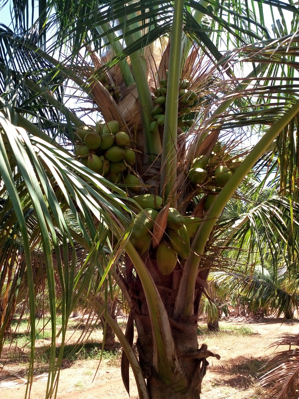 sakthi agro clinic coconut development project