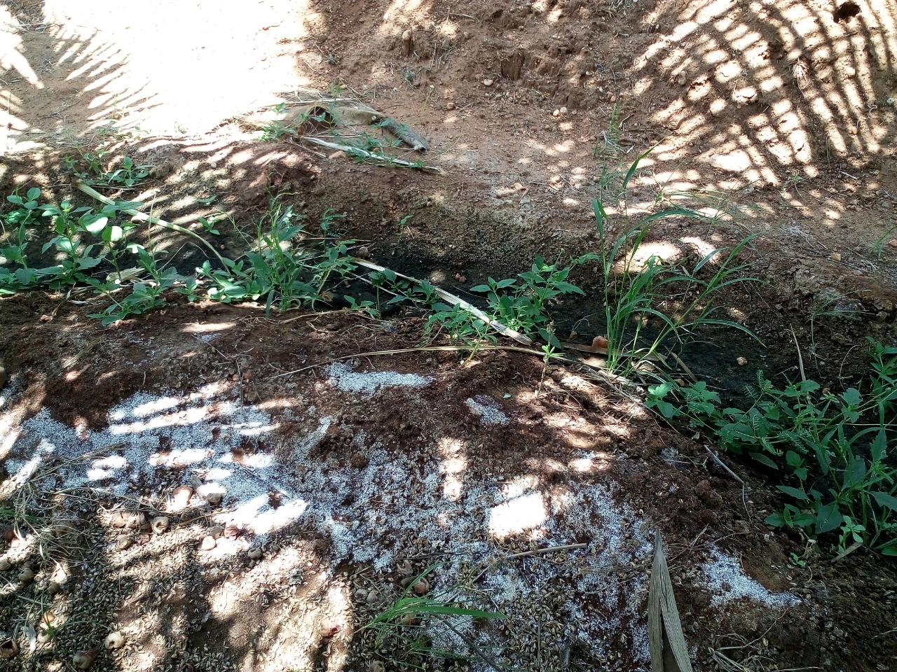 sakthi agro clinic coconut development project