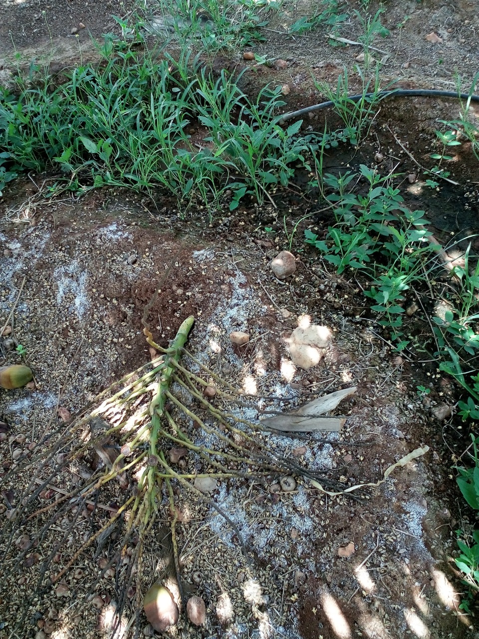 sakthi agro clinic coconut development project
