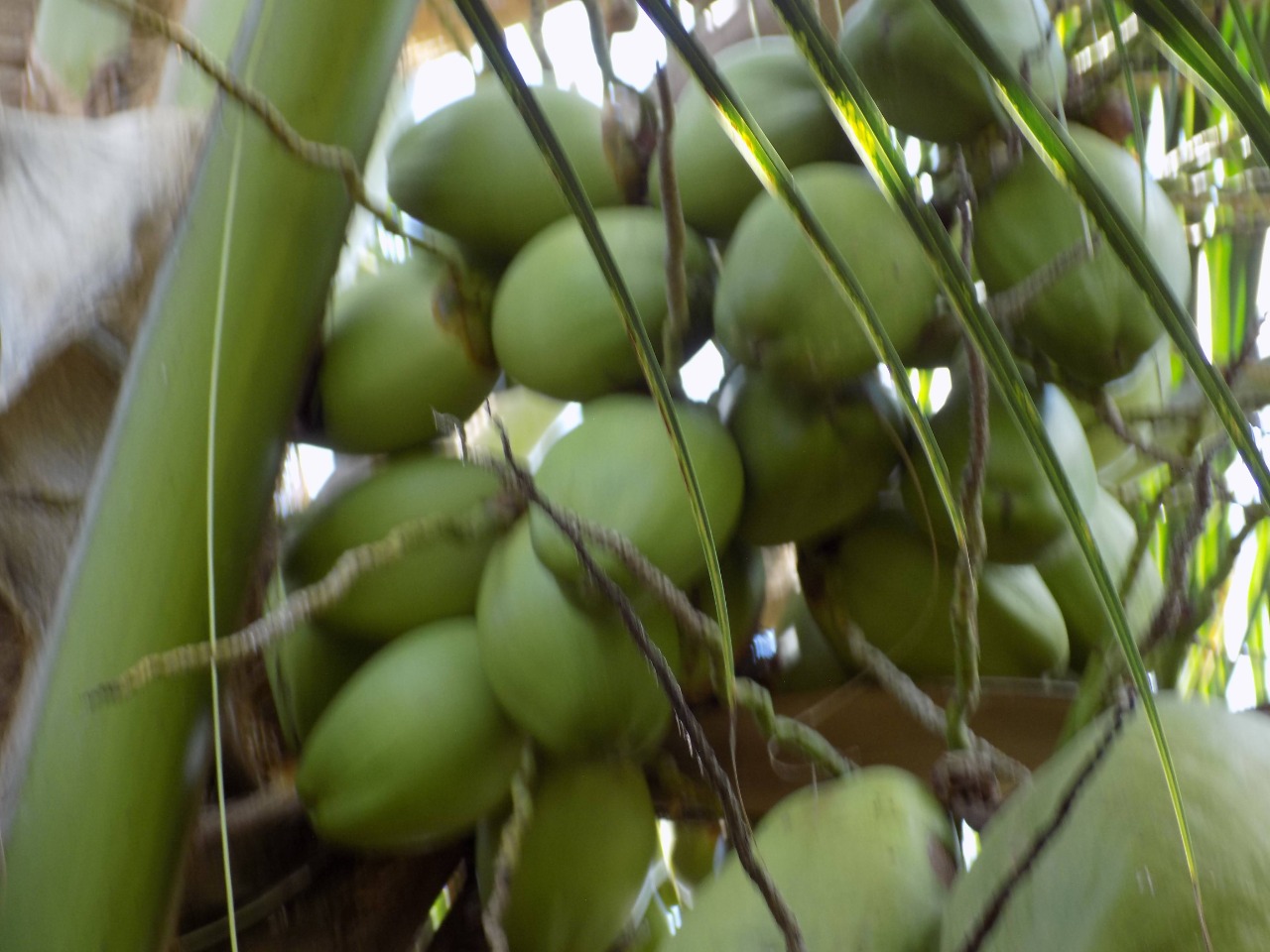sakthi agro clinic coconut development project