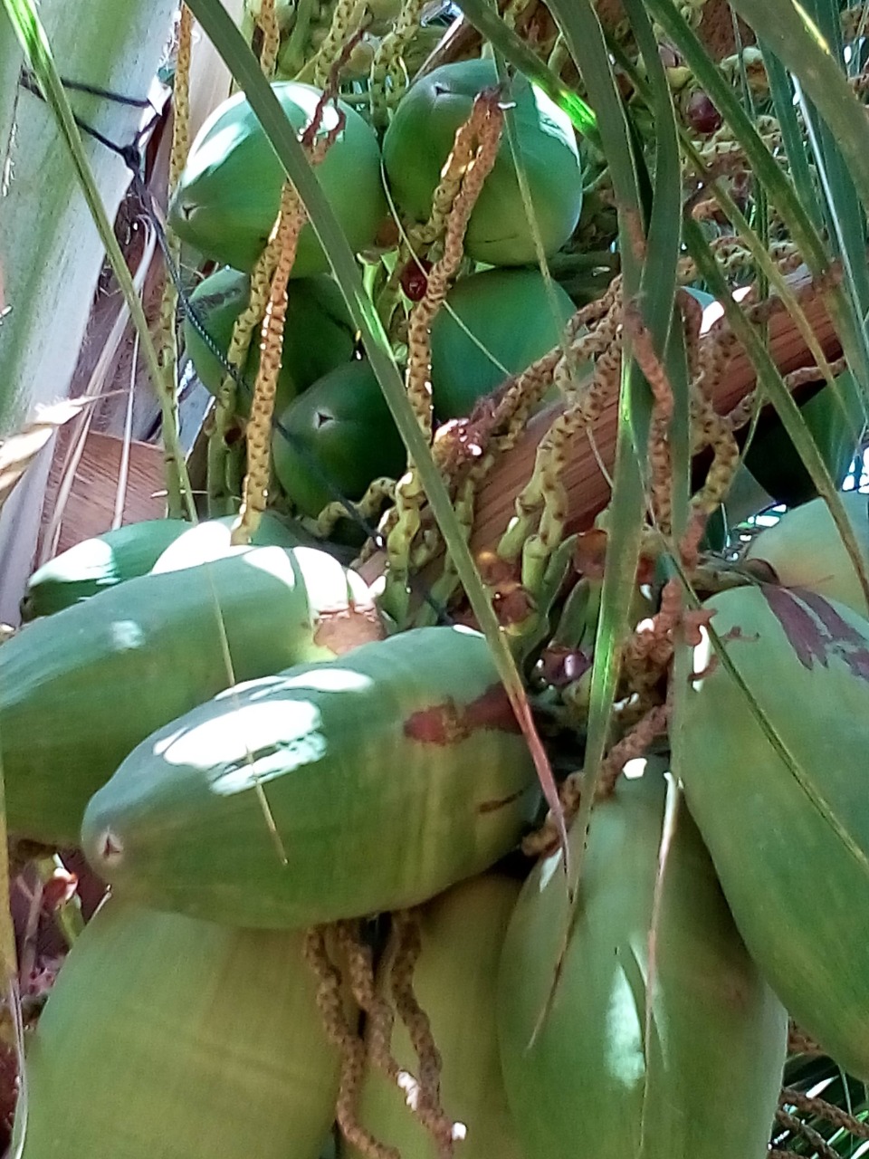 sakthi agro clinic coconut development project