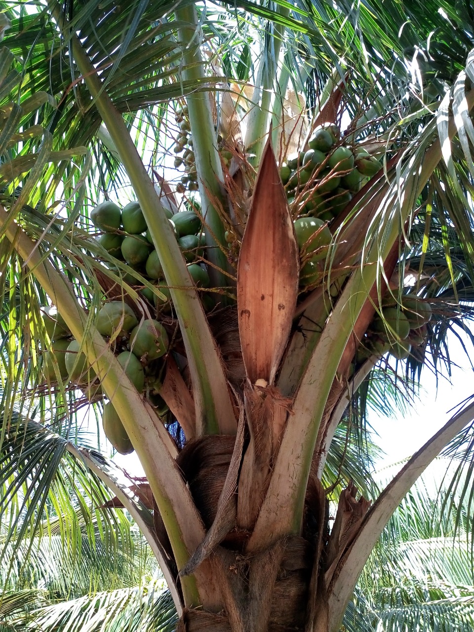 sakthi agro clinic coconut development project