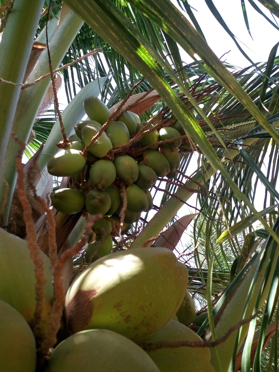 sakthi agro clinic coconut development project