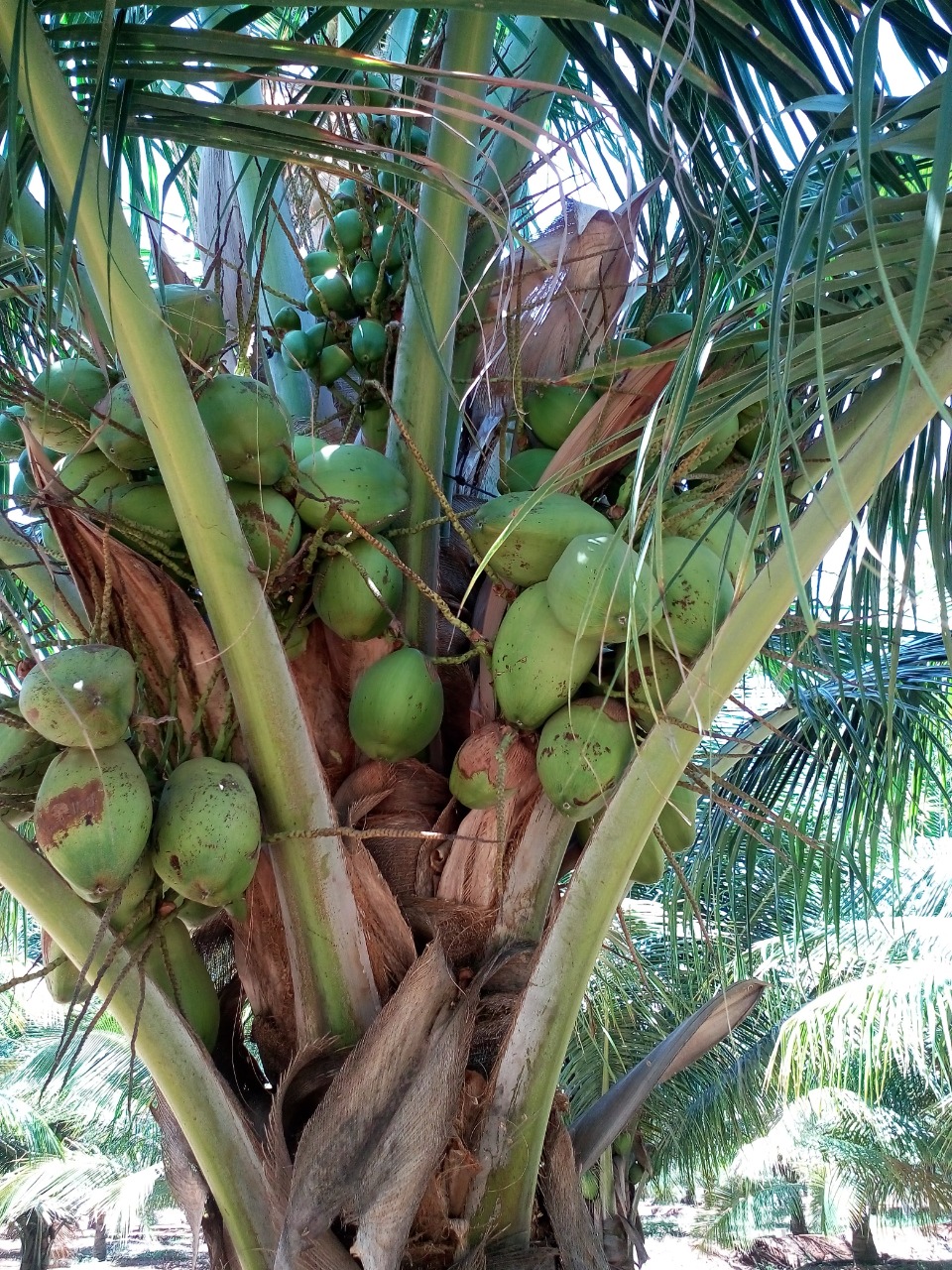 sakthi agro clinic coconut development project
