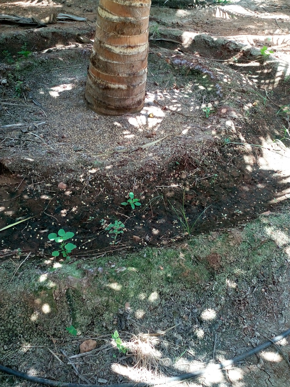 sakthi agro clinic coconut development project