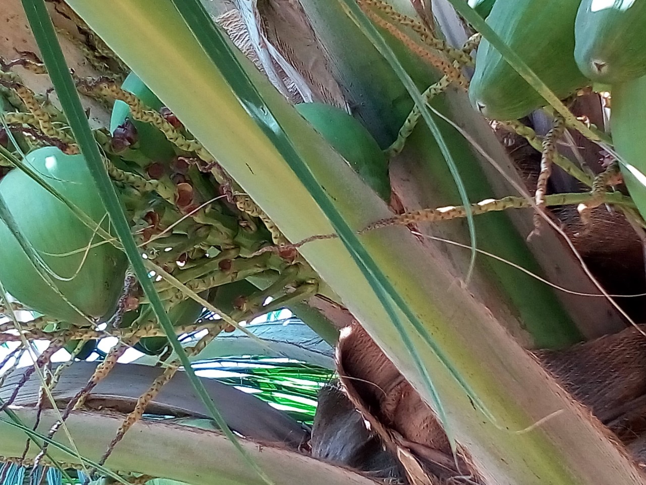 sakthi agro clinic coconut development project