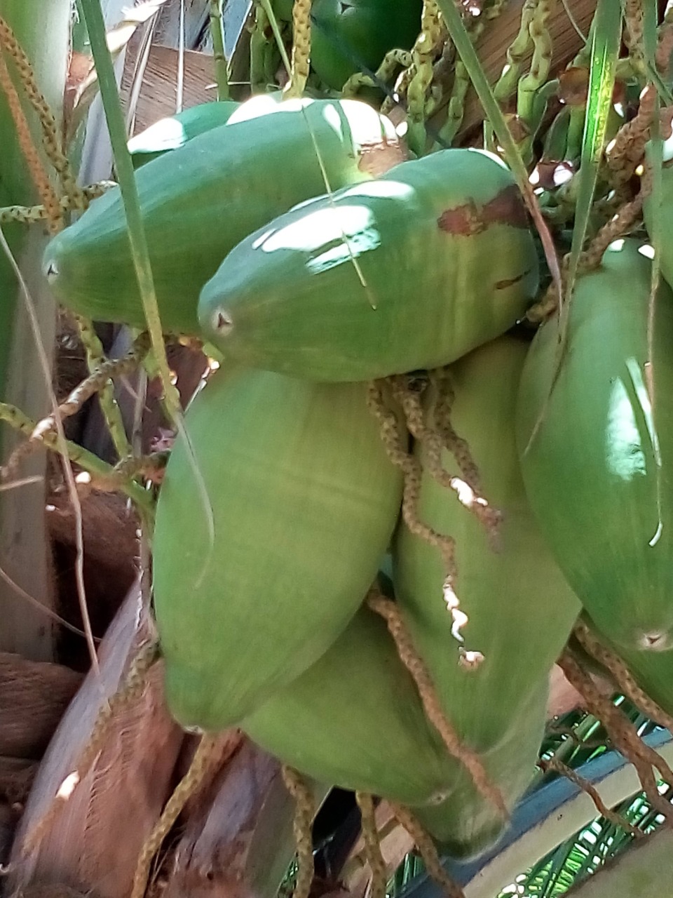 sakthi agro clinic coconut development project