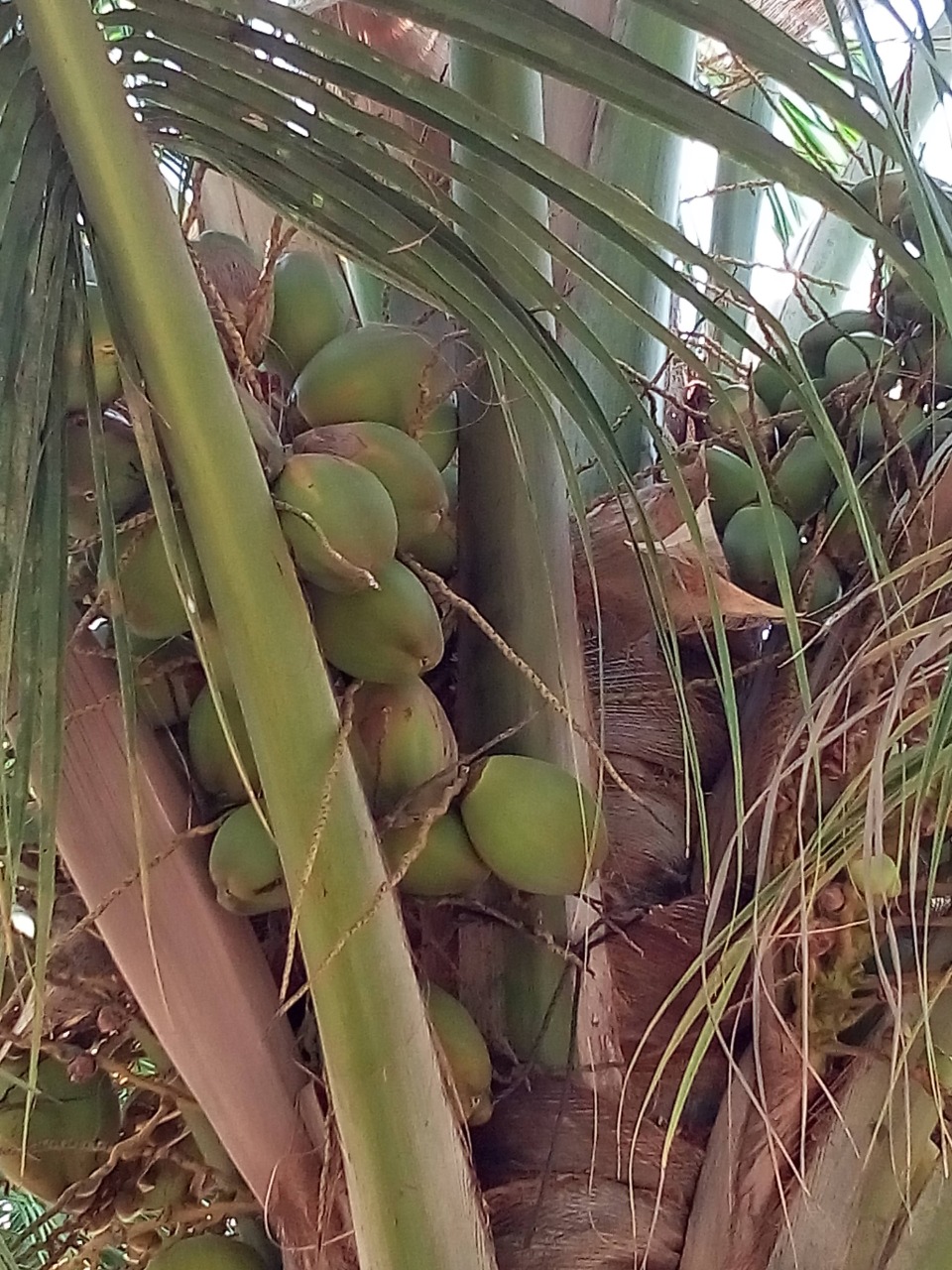 sakthi agro clinic coconut development project