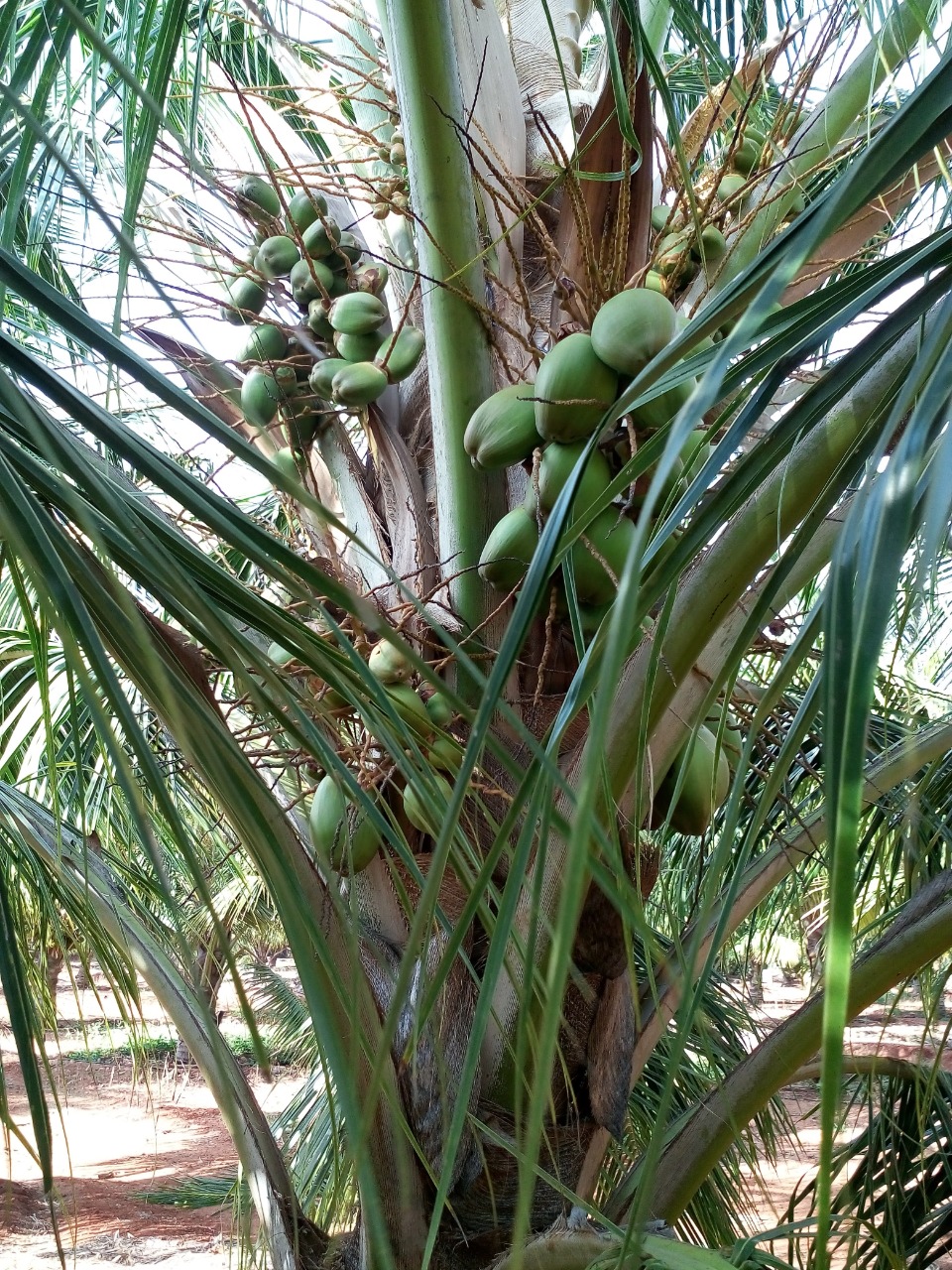 sakthi agro clinic coconut development project