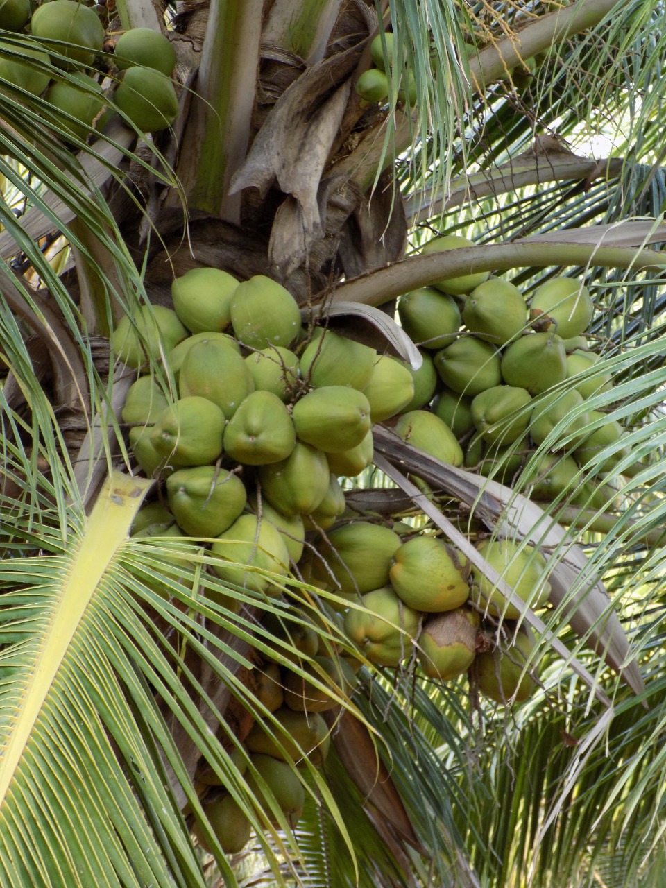sakthi agro clinic coconut development project
