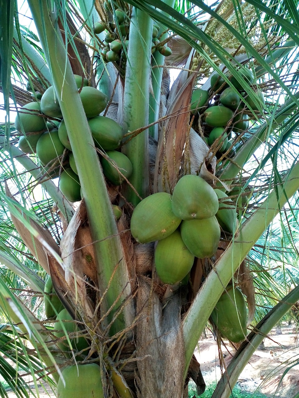 sakthi agro clinic coconut development project