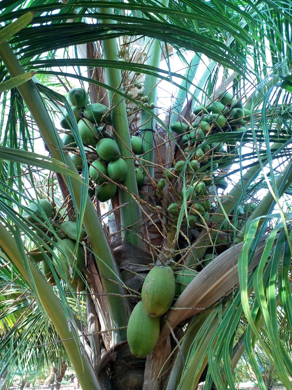 sakthi agro clinic coconut development project