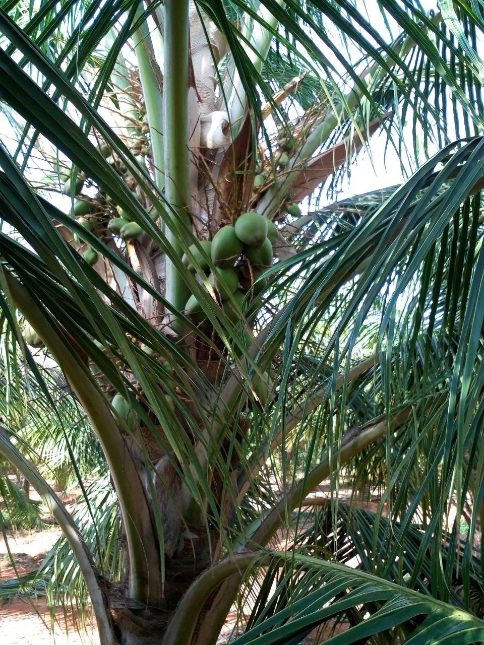 sakthi agro clinic coconut development project