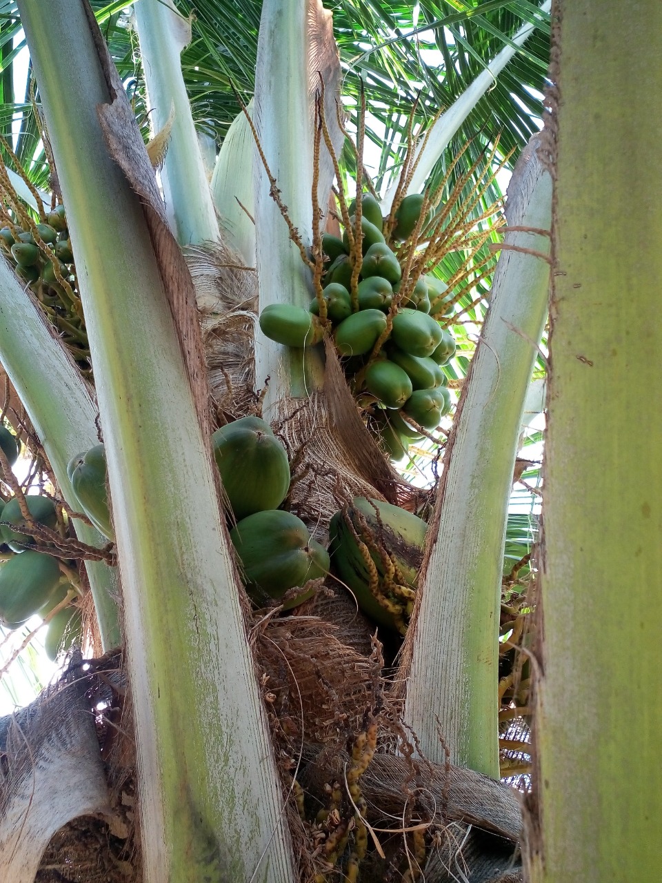 sakthi agro clinic coconut development project