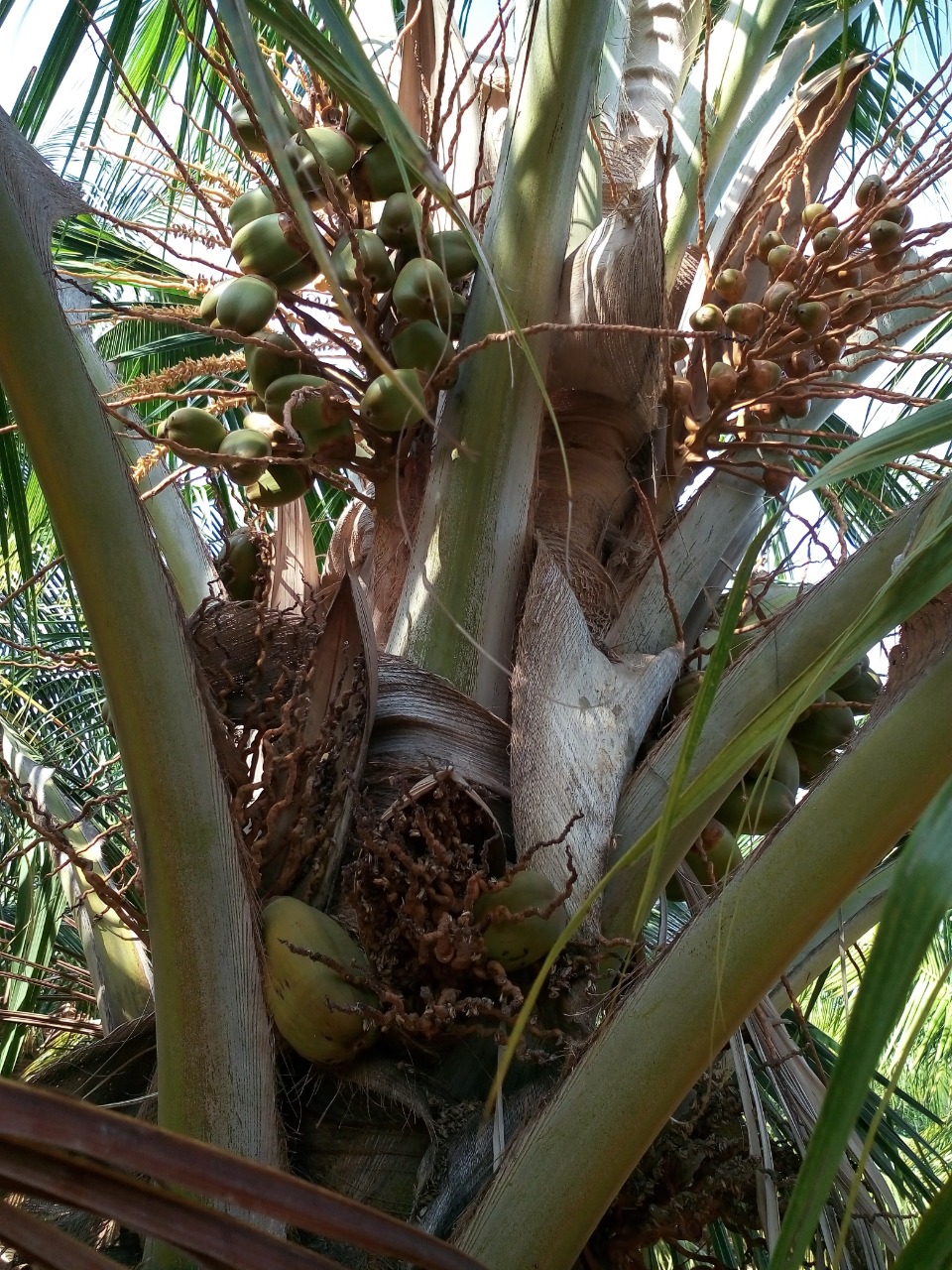 sakthi agro clinic coconut development project
