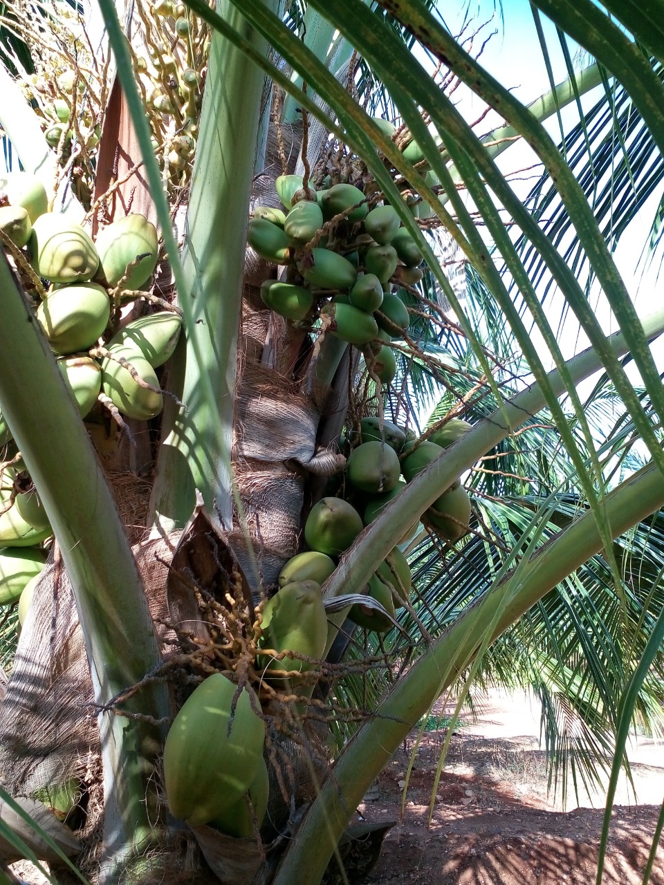 sakthi agro clinic coconut development project