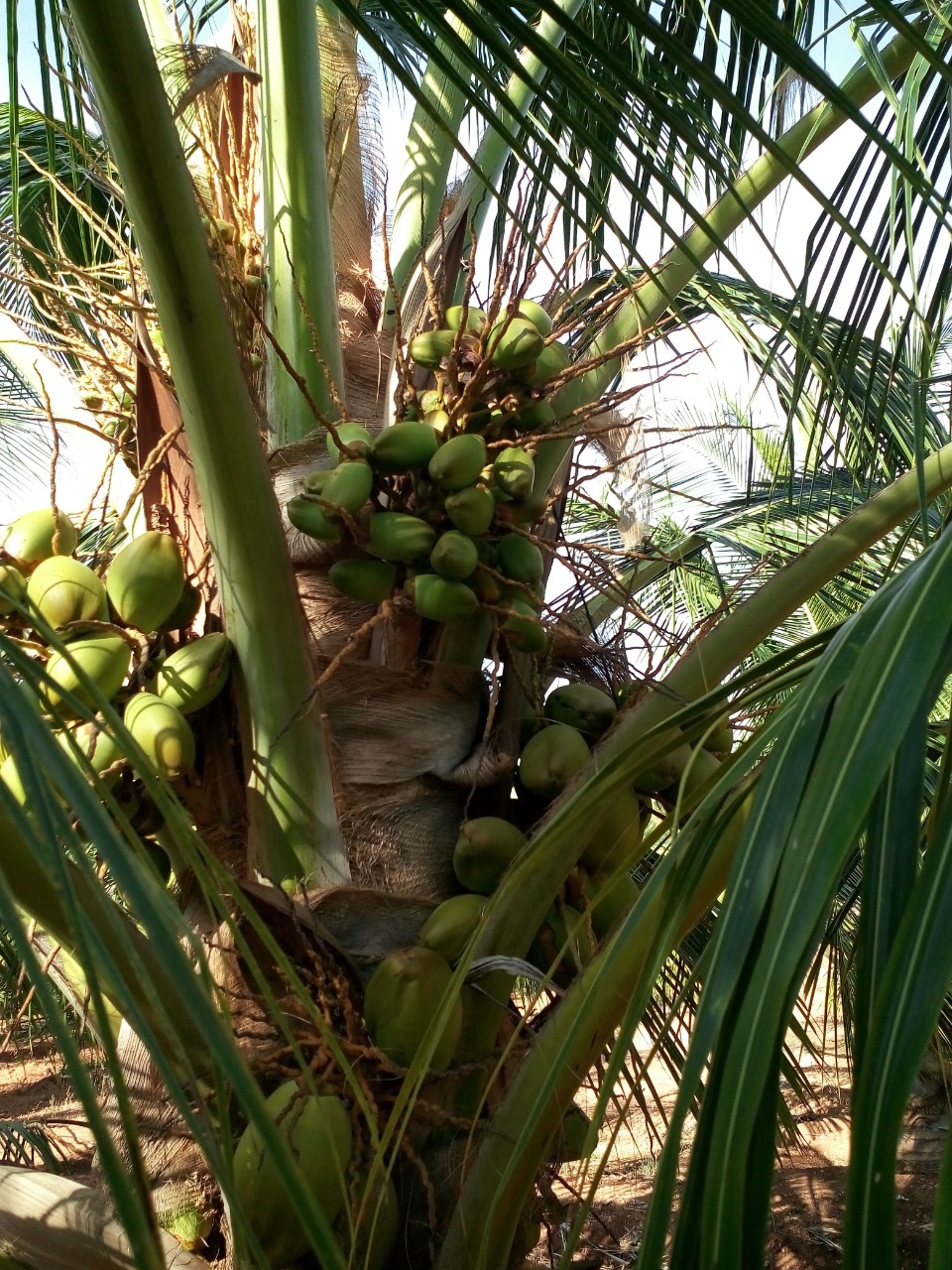 sakthi agro clinic coconut development project