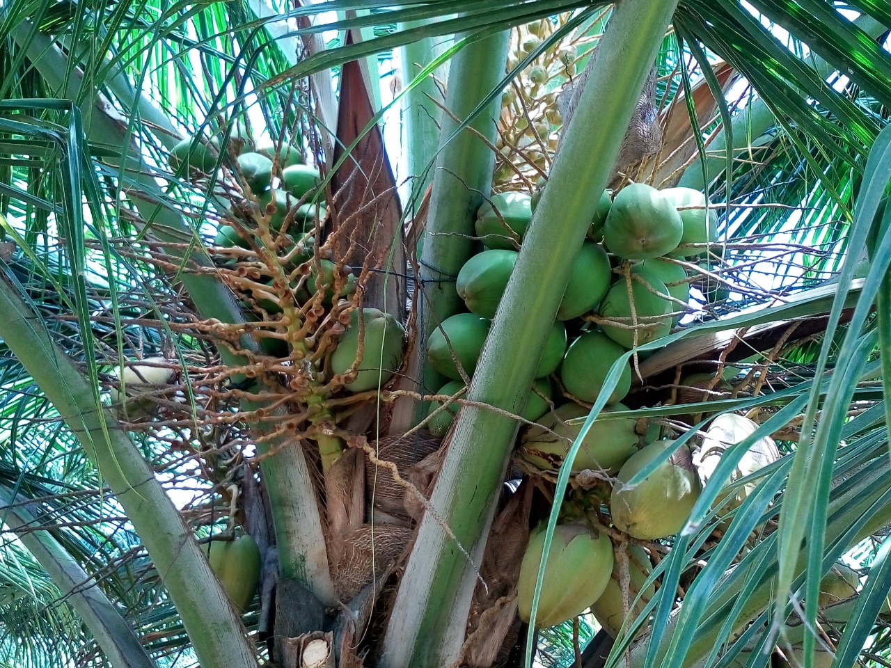sakthi agro clinic coconut development project