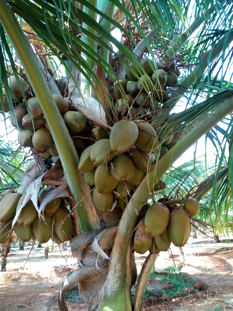 sakthi agro clinic coconut development project