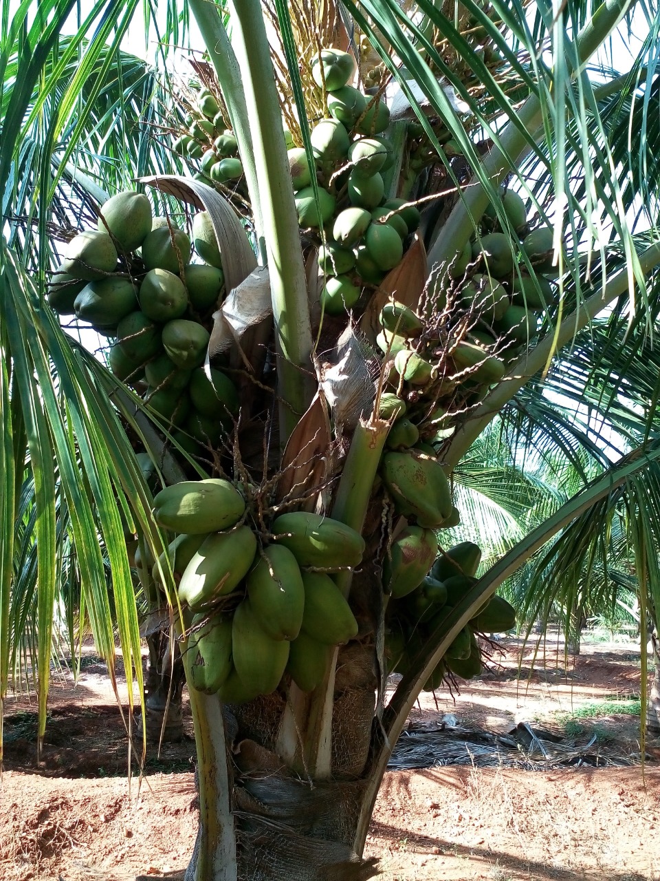 sakthi agro clinic coconut development project