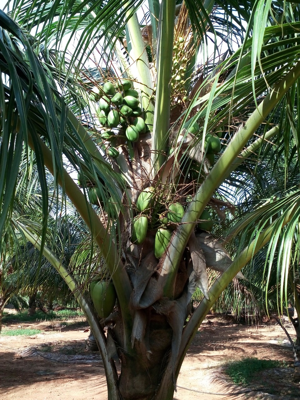 sakthi agro clinic coconut development project