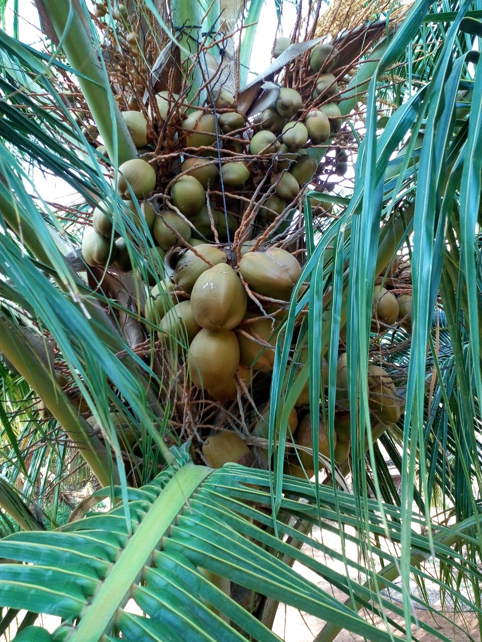 sakthi agro clinic coconut development project