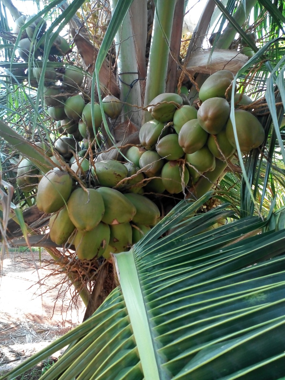 sakthi agro clinic coconut development project
