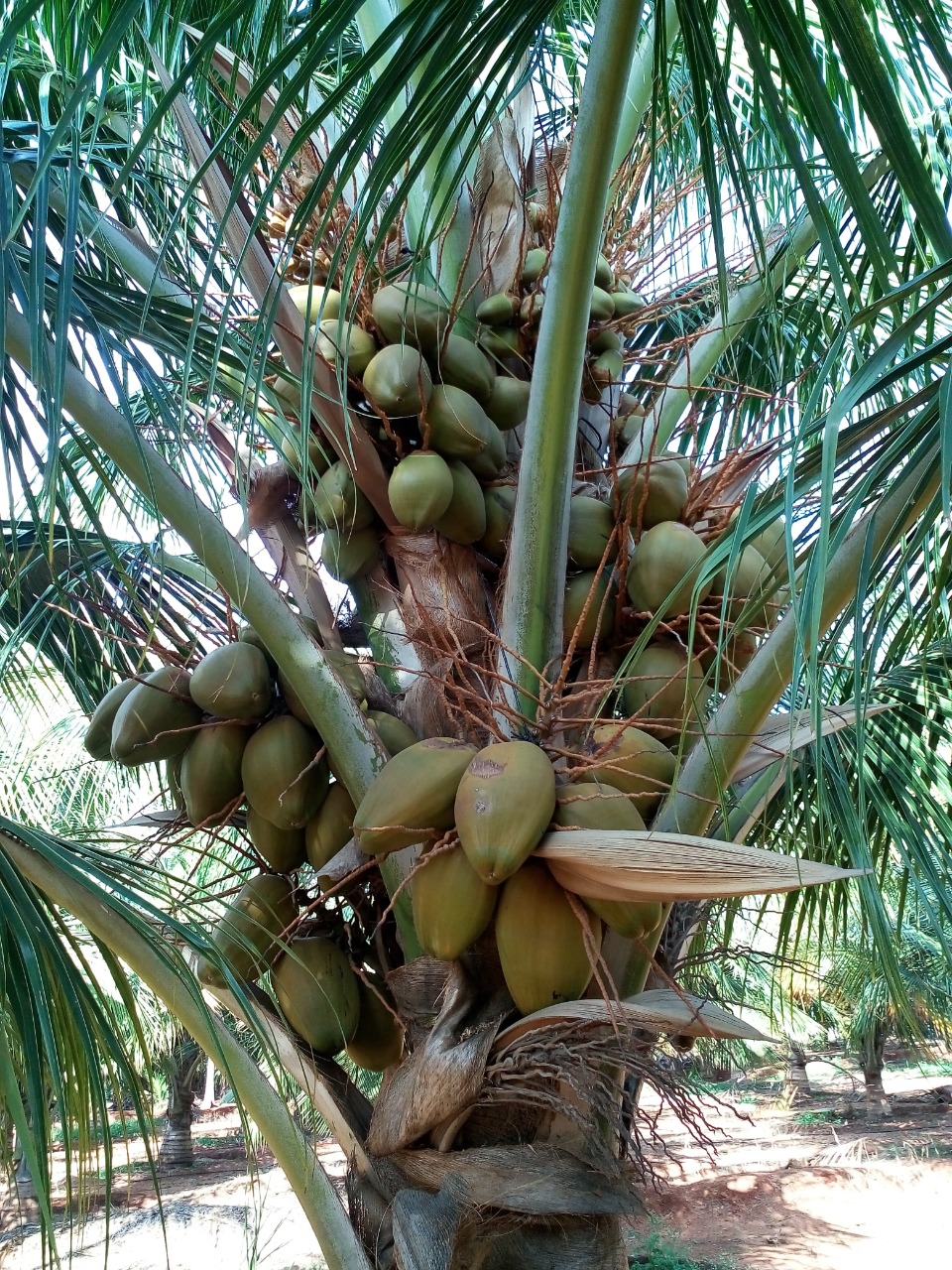 sakthi agro clinic coconut development project