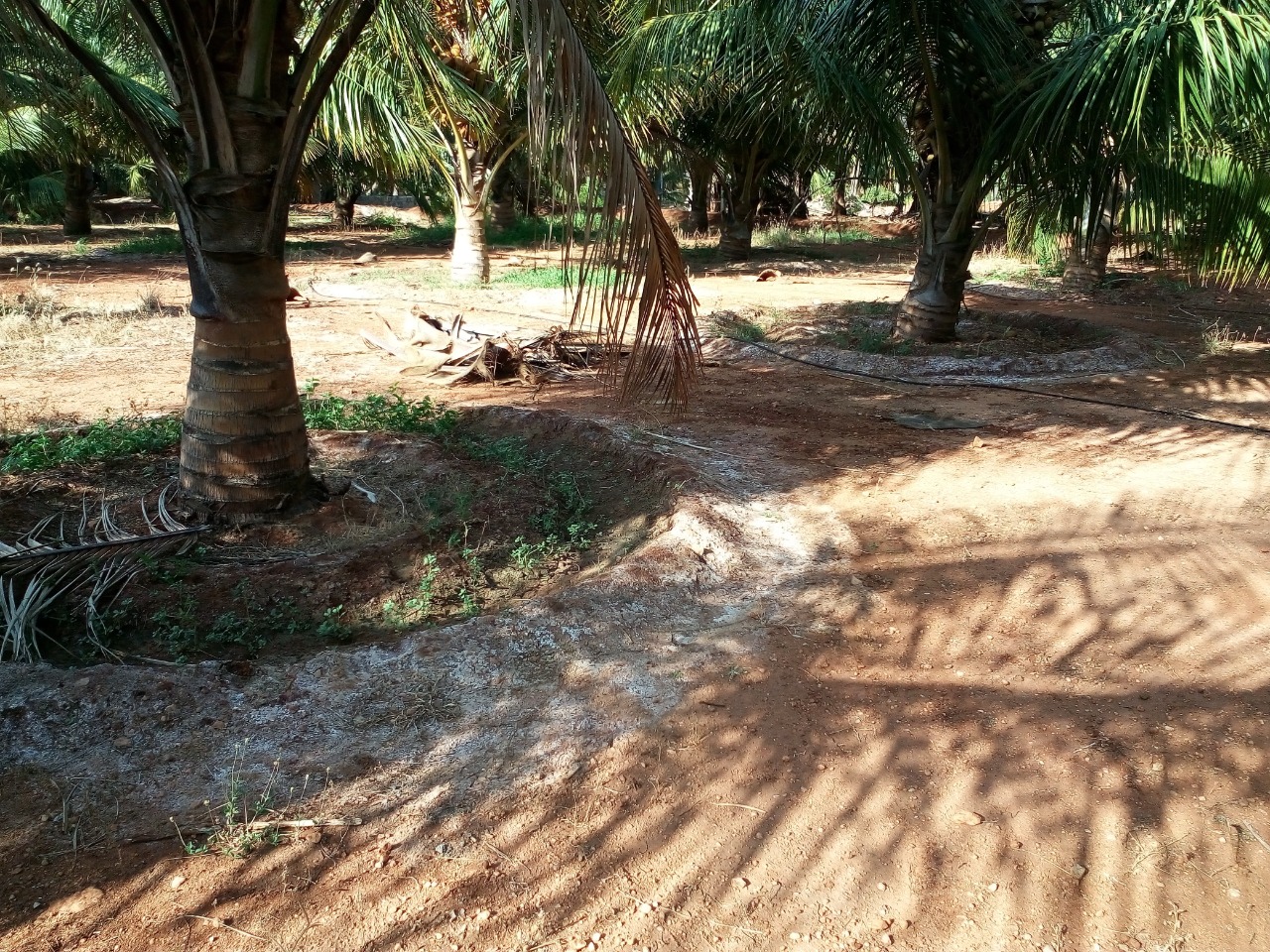 sakthi agro clinic coconut development project