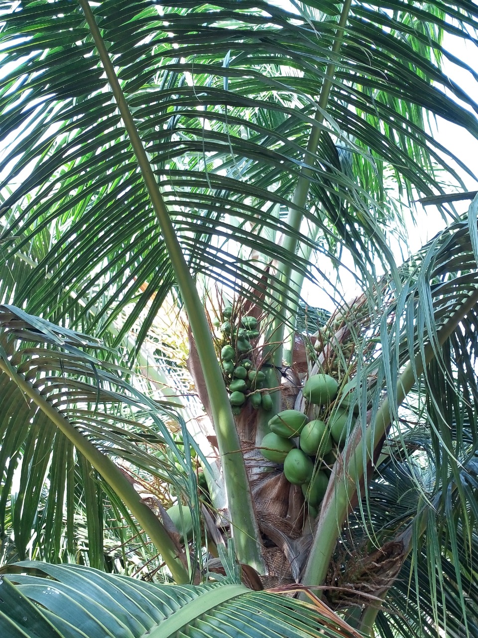 sakthi agro clinic coconut development project