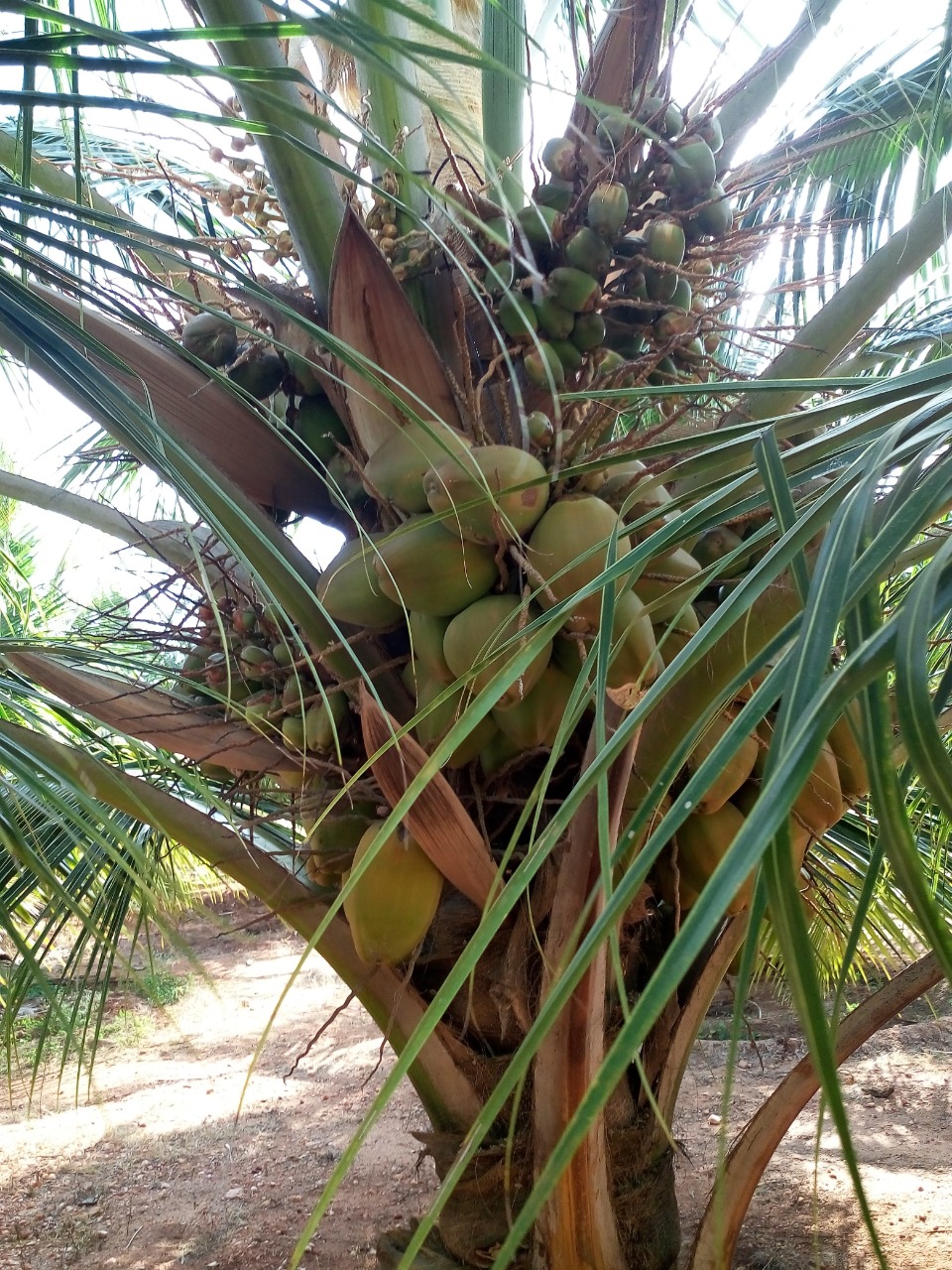 sakthi agro clinic coconut development project