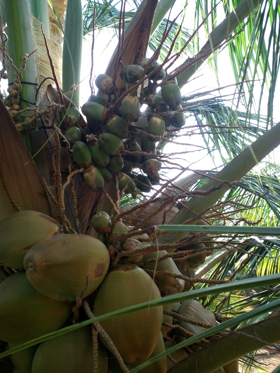 sakthi agro clinic coconut development project