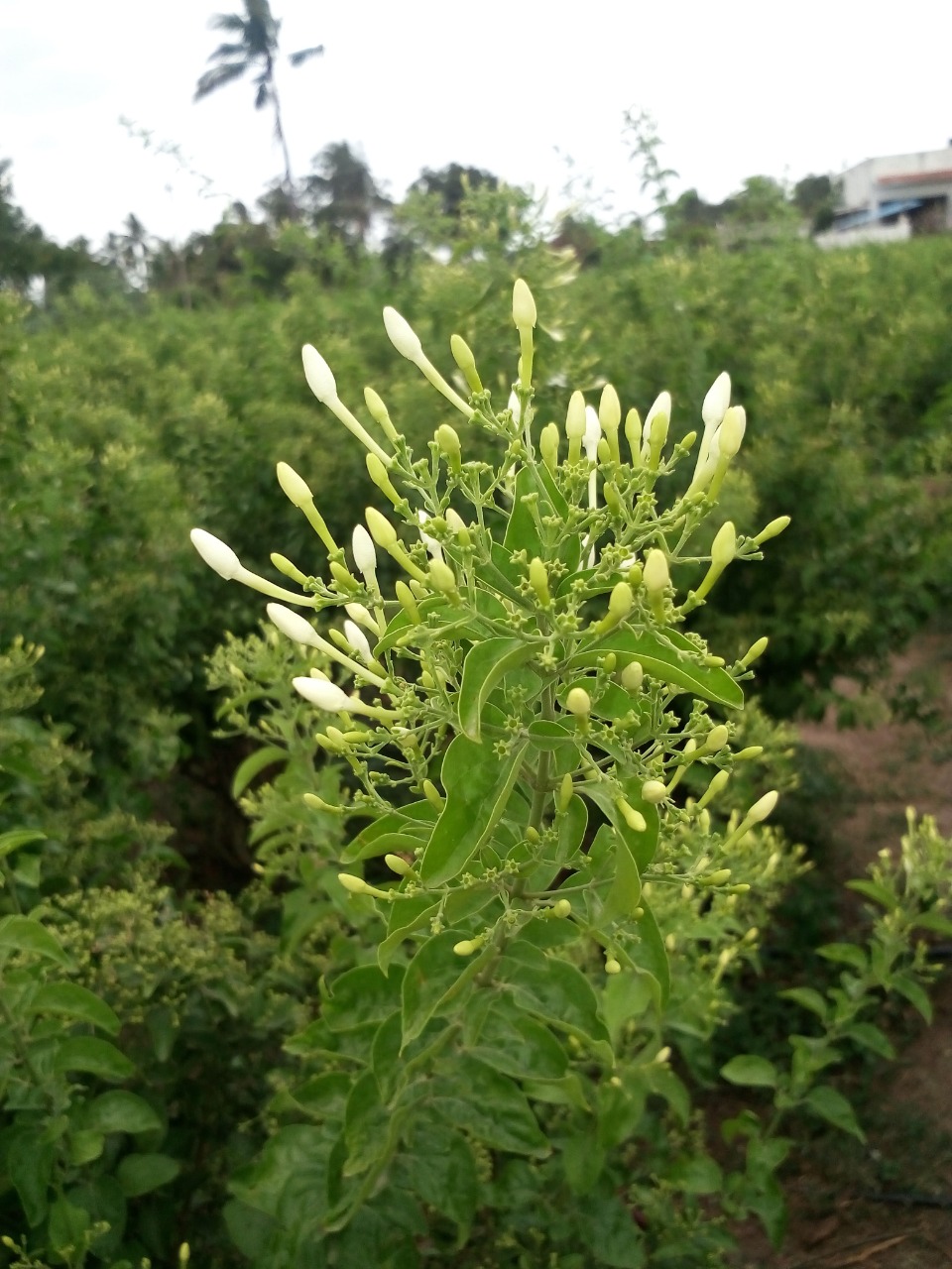 sakthi agro clinic Flowers