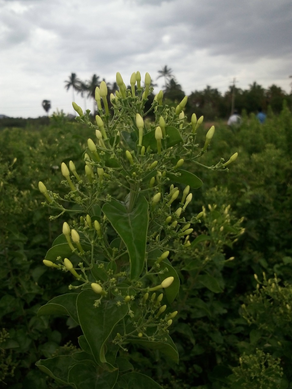sakthi agro clinic Flowers