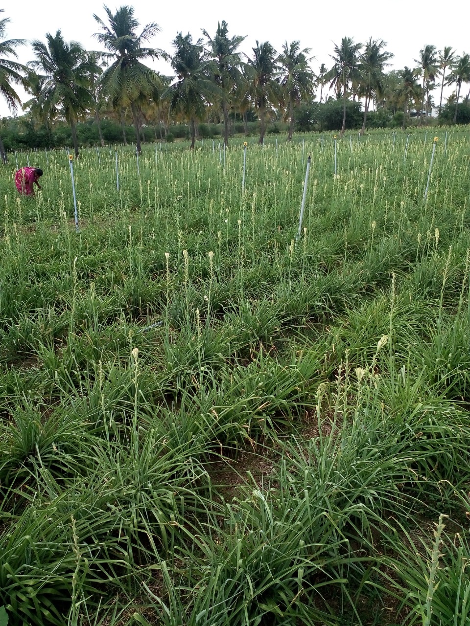 sakthi agro clinic Flowers