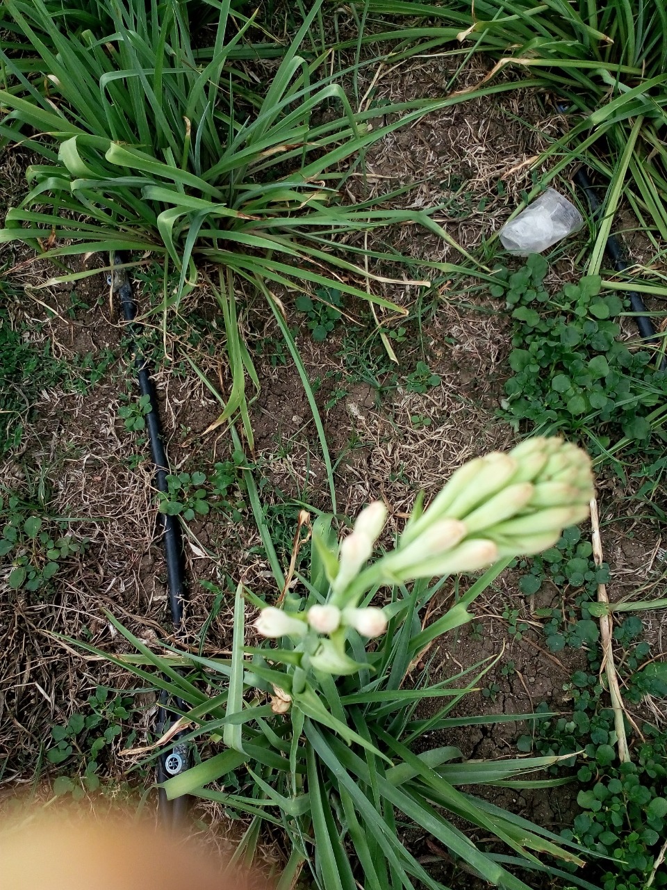 sakthi agro clinic Flowers