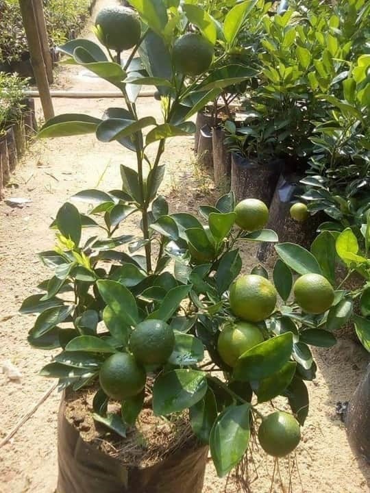 sakthi agri clinic