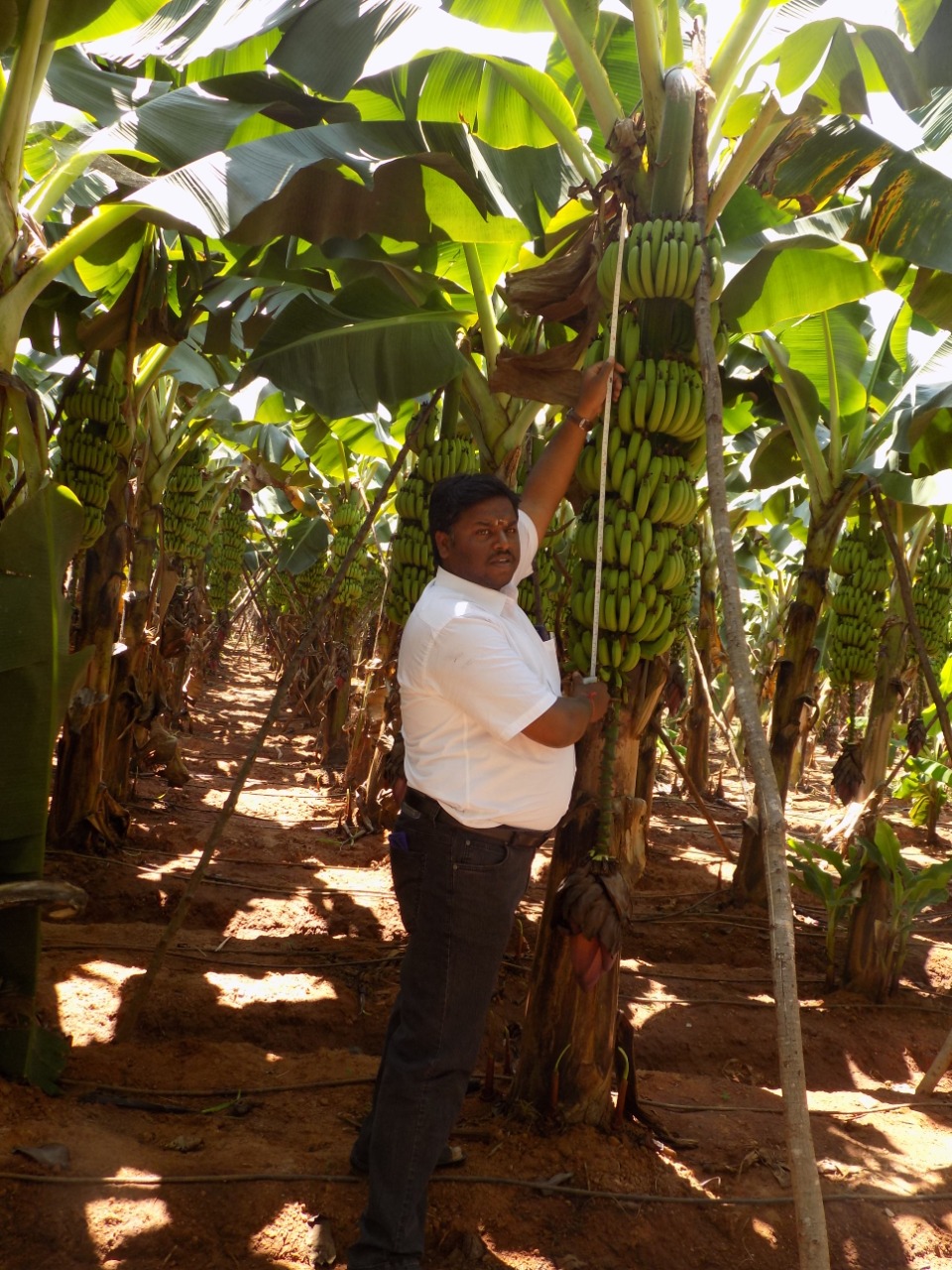 sakthi agro clinic Banana development project