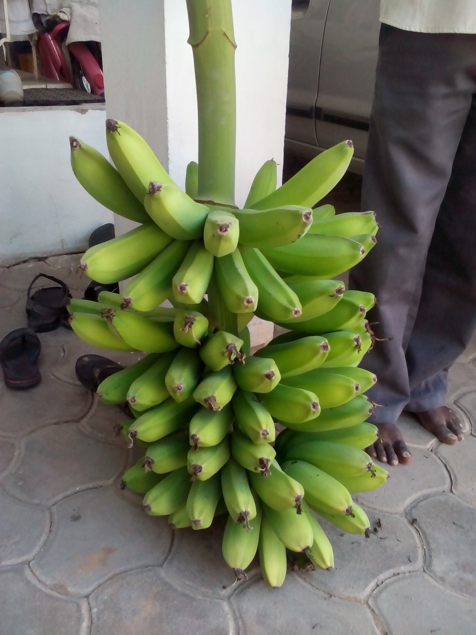 sakthi agro clinic Banana development project