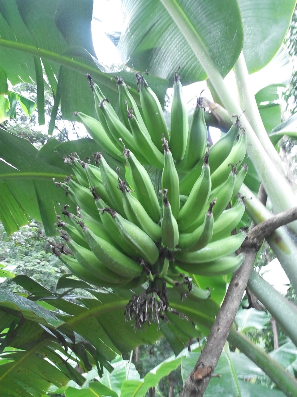 sakthi agro clinic Banana development project